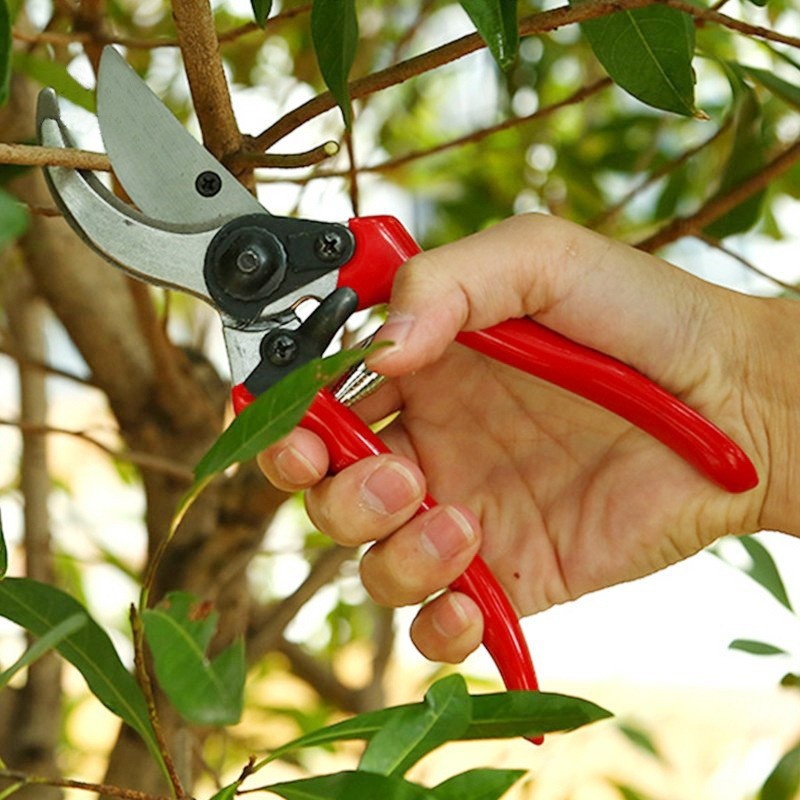프리미엄 접목 전정 가위 수입산 고품질 정원 분재 가위 - Gardening Tools Quality 리뷰 및 가격